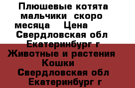 Плюшевые котята, мальчики, скоро 2 месяца. › Цена ­ 150 - Свердловская обл., Екатеринбург г. Животные и растения » Кошки   . Свердловская обл.,Екатеринбург г.